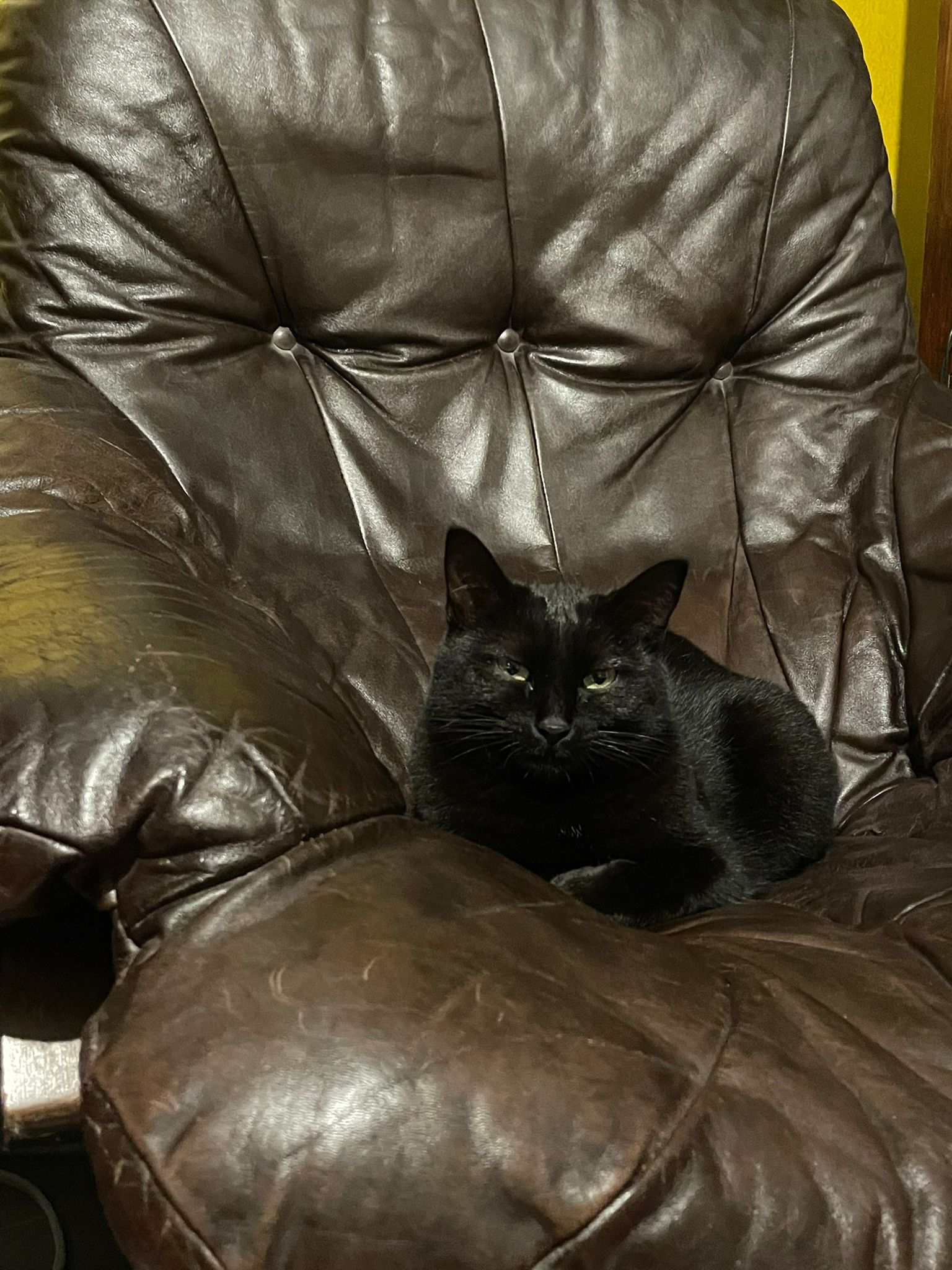 Cat on a chair